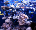 Living Planet Aquarium Field Trip